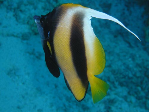 angel fish.jpg